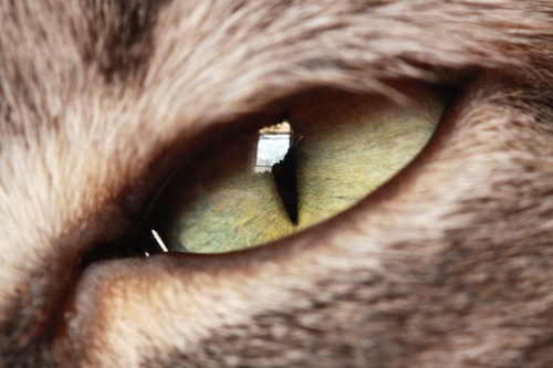 kitten’s eye