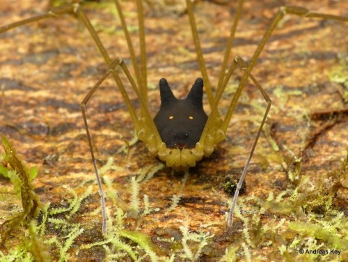 warabou:onenicebugperday:Bunny Harvestman, Metagryne bicolumnata, Opilionesby Andreas Kay@eliteknigh