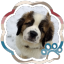 puppiey