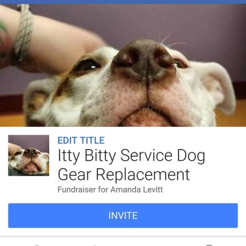 Im raising funds to replace Itty’s service dog gear that went missing while we were in Denver 