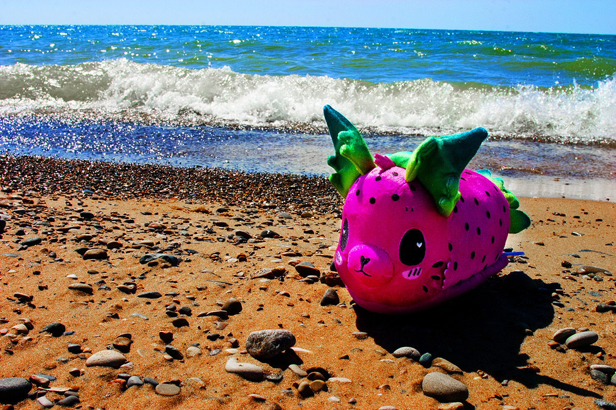 sorbetjungle:  Sea Bunnies go to the beach!Yesterday our sea bunnies got to take