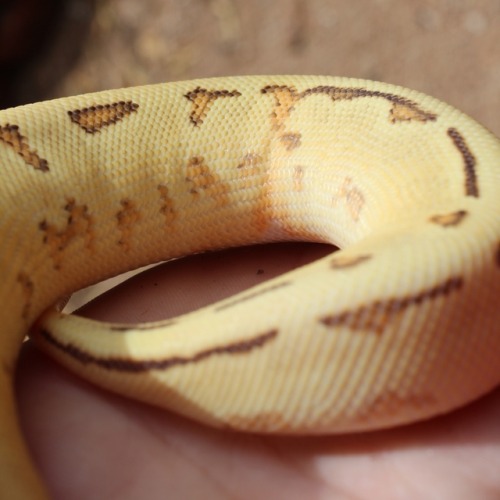 i-m-snek:wheremyscalesslither:I’m still undecided on a name for her!! I’m looking for something simi
