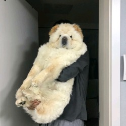 gokuma:  smorzando:https://www.instagram.com/p/BdoesOvju-i/ wait, is that a real doge?