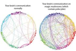 lunar-amethyst:  This is your brain on magic mushrooms!  The chemical psilocybin (an active ingredient in magic mushrooms) encourages communication between brain parts that don’t usually interact with one another, offering up either enlightening or