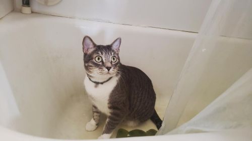 Munchie loves the tub #munch #fatcat #rescue #kitty #lorge #bonk #chungus #bathtub #greeneyes #witch