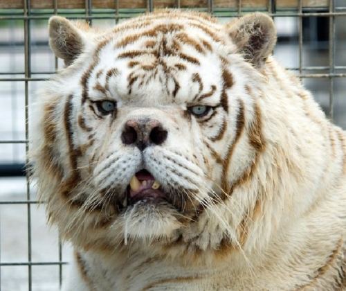 cheeziespaz:  connoririshwright:  dancingintheseshadows:   kcatwmyb This is Kenny. He’s a white tiger with down syndrome.  He is so precious!!!!!  Holy shit I didn’t know animals got Down Syndrome  most people don’t know that white tigers are inbred