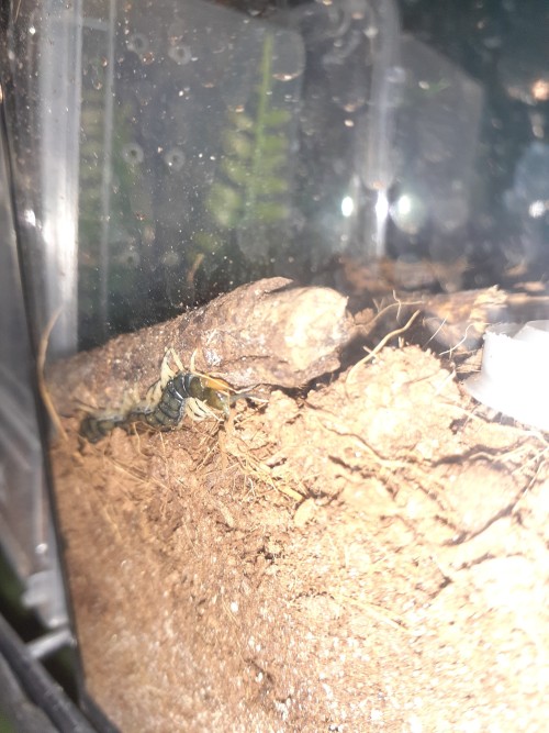Centipede Under The Stick