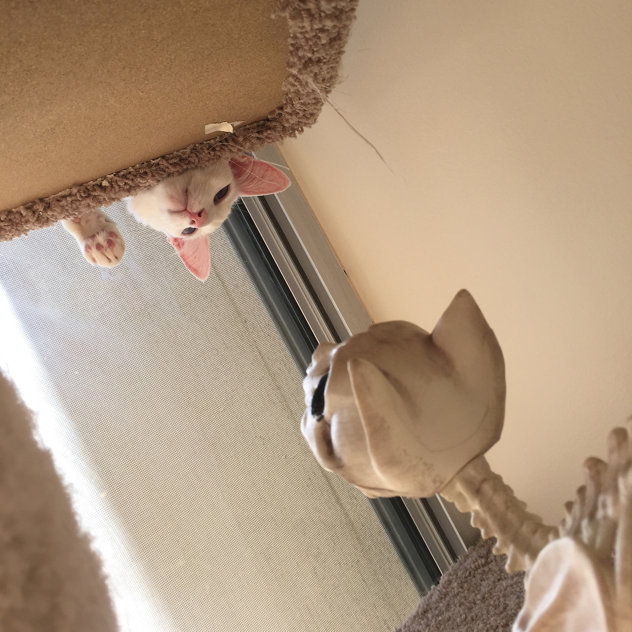 kittenskittenskittens