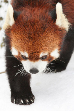 invocado:  Panda Tracks - by “Mark Dumont” 