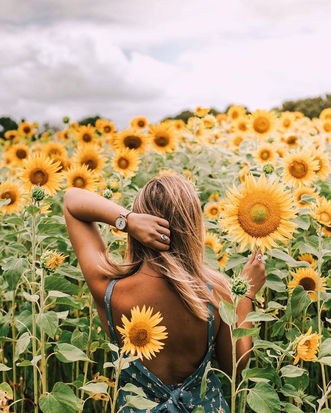 Sunflower field