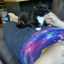 cat-using-laptop