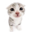 catboytordx