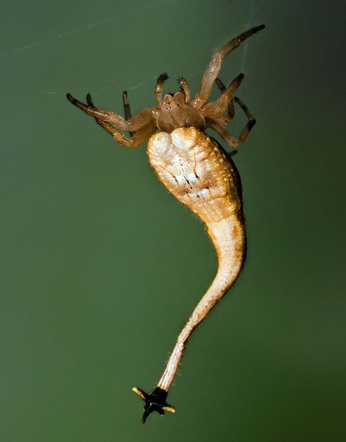  Some super cool animals you may not be aware of.
