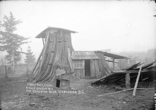 fyeah-history: A three room stump house, Vancouver, early 20th Century