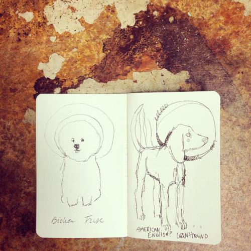 Help! The October zine is gonna be on dogs. But should it be an art zine on fancy dogs that I bath m