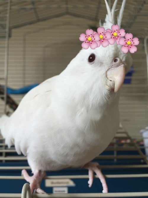 sweetiesugarbird:  A good use of my time