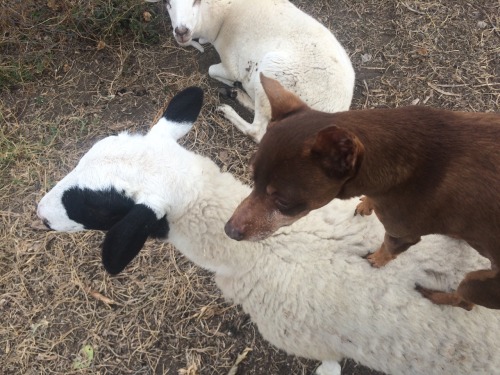 ahegao-intensifies: My dog Chiquito and his two buds Lambo and Lambia