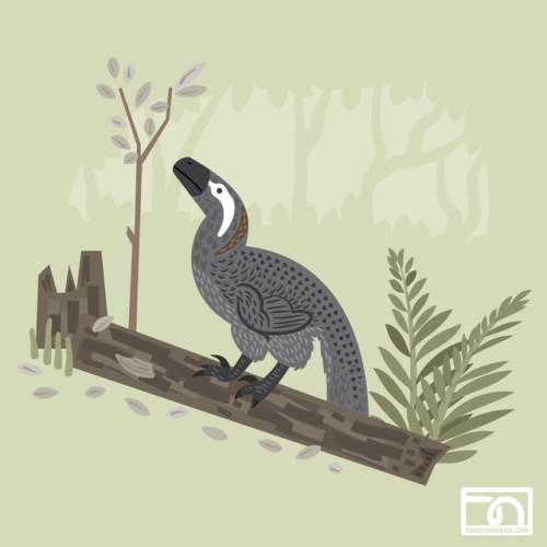 davidorogenic: Two new paleoillustrations. A male Falcarius, displaying for the local females. And a