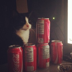 deadmau5:  I made a barrier so that meowing