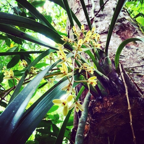 oceaniatropics:native wild orchids, Daintree rainforest, Queensland, Australia