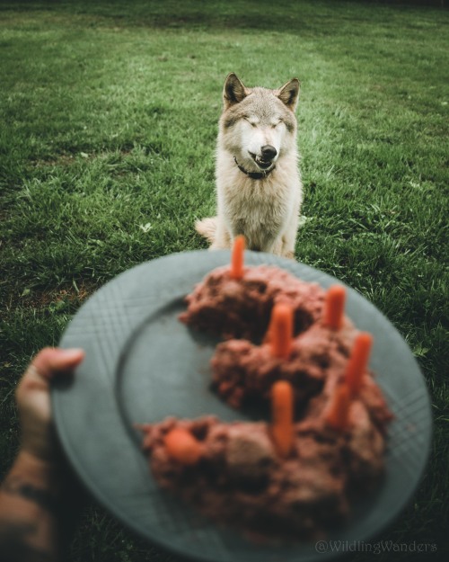 When you’re a wolfdog & it’s your birthday, you get a meat-cake, pandemics be damned. #WildlingW