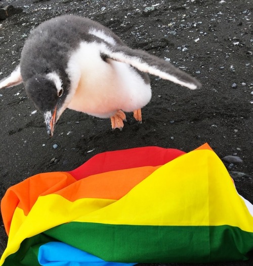 bi-trans-alliance:   Antarctica is about to have its first ever Pride     Antarctica is set to have its first ever Pride event thanks to a group of LGBTQ  people based in an Antarctic research center.  (images by Planting Peace) 