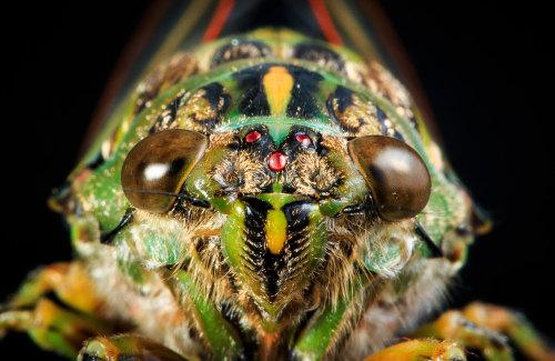 onenicebugperday:Chorus Cicada, Amphipsalta zealandicaPhotos by Sy on Flickr