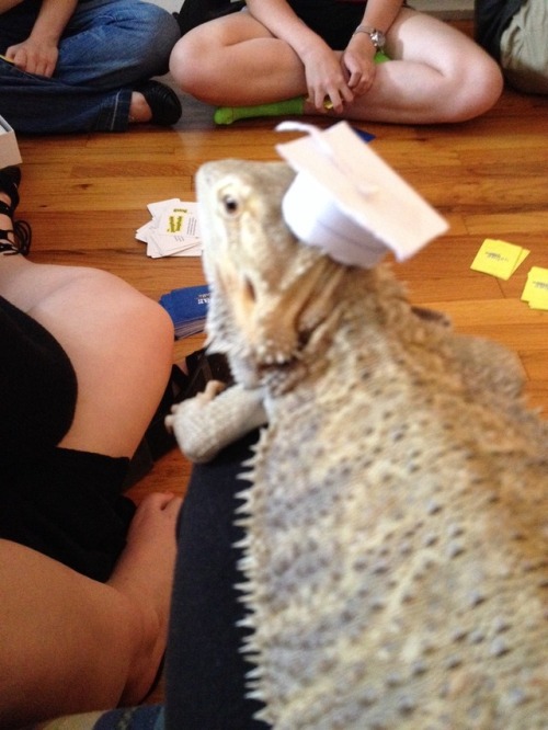 Megan’s bearded dragon, Clemen, at Emily’s graduation party!