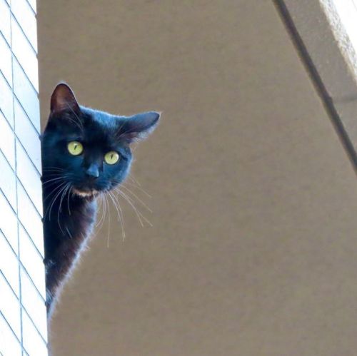 k2net:(=^ェ^=)おはよ#黒猫 #クロネコ　#ネコ #ねこ #猫 #cat #cats #catlover #catstagram #catsagram #catlove #猫果 #猫の写真へ