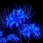 bluespiderlily08