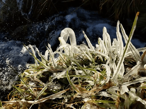 regnum-plantae:When the winter sun appears and Scotland meltsI went hill walking, but the ice flower