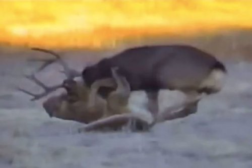 Mountain Lion Attacks 160-Class Mule Deer on Camerawww.wideopenspaces.com