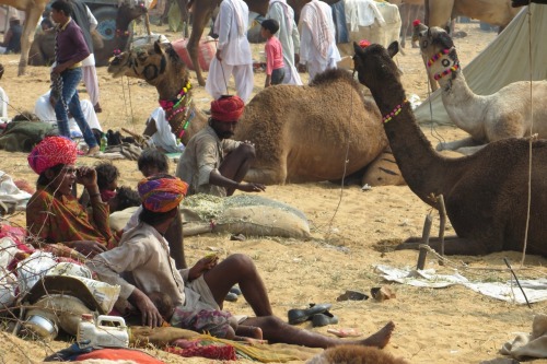 Pushkar camel fair and Hindu celebration