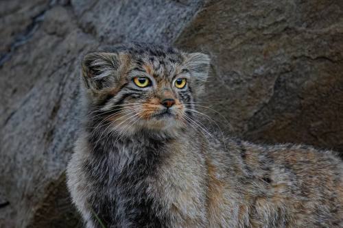 Manul Or Pallas's Cat(Otocolobus Manul), Family Felidae, Ladakh, India
