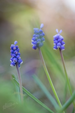 sapphire1707:  Spring colors | by silber_balazs | http://ift.tt/1JspDgF