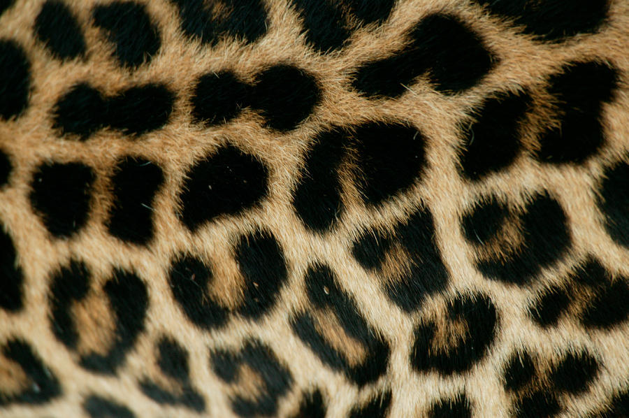 big-catsss:  Jaguar, Leopard, Cheetah by [x][x][x] 