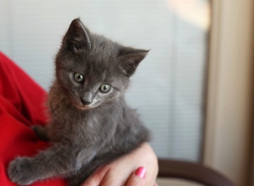 acuppasunshine:Here are some baby pictures of my cats because I friggin love them. 