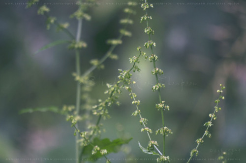 effys-photos:    Amongst The Green - (Ⓒeffys-photos)Full Set | Buy Prints | Website    