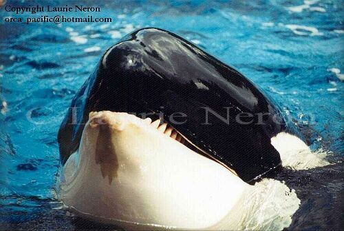 Gender: FemalePod: N/APlace of Capture: Born at SeaWorld of CaliforniaDate of Capture: Born July 9, 