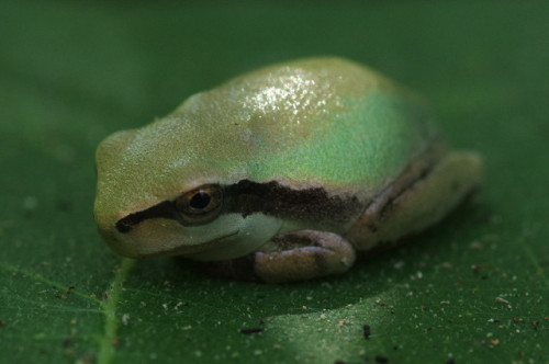 Mediterranean tree frogs - Hyla meridionalis - from The Camargue, France.