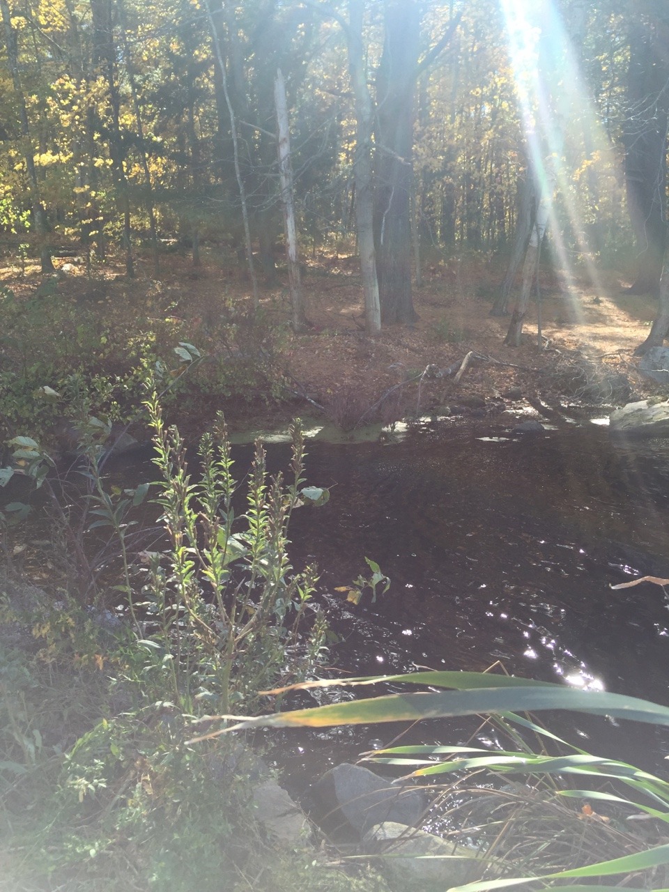 psychedelic-freak-out:  Some photos from my walk at the Grist Mill today