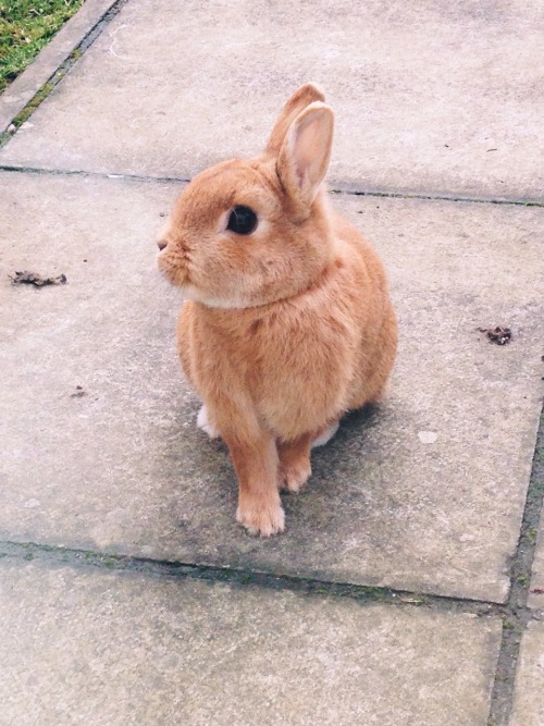 XXX celliie:My rabbit legit knows what to do photo
