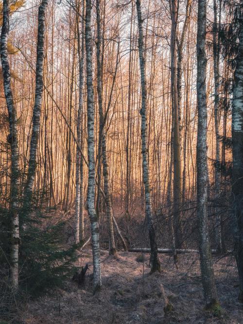 Woodland scenery in February, Southern Germany [OC] [3375x4500]