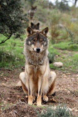 thatwanderinglonewolf:  Iberian Wolf, Canis lupus signatus (by Ian Macfadyen) 