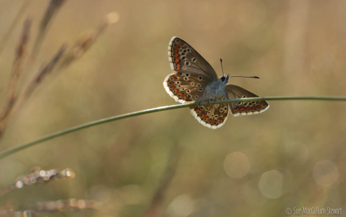 Backlit Blue by Sue MacCallum-Stewart