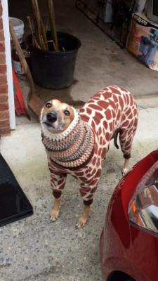 mostawkwardmoments:  That is the saddest giraffe I’ve ever seen. 