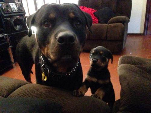 awwww-cute:  “I made a Mini-Me!”  AWEEE