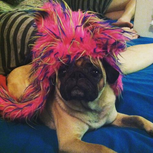 Raver pug #pug #puglife #puglove #pugsofinstagram