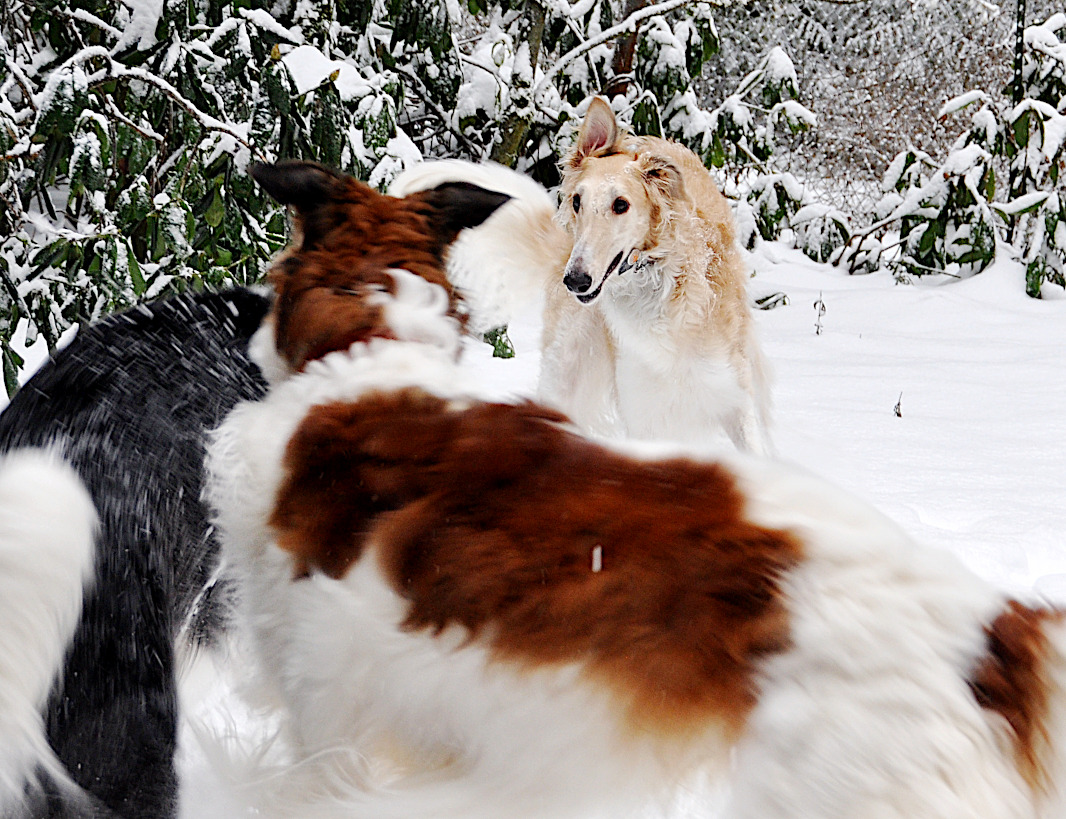 bzoi