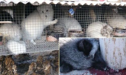 be-their-sound:  We Are Fur is a pathetic attempt by the fashion industry to get people to buy (literally) into the cruelty that is fur. They promote fur for use in high fashion, and claim that fur is ethical. Blech. TWEETERS: Let’s call them out on